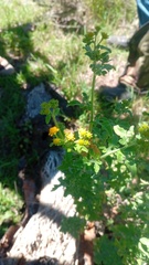 Zaluzania triloba