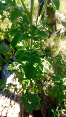 Zaluzania triloba, photograph (c) Oscar Israel Rodríguez Ortiz, some rights reserved (CC BY)