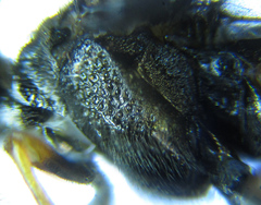 Dolerus aericeps