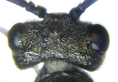 Dolerus aericeps