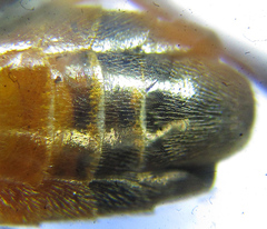 Dolerus aericeps