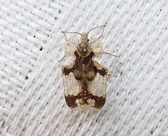 Corythucha juglandis