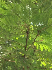 Stryphnodendron