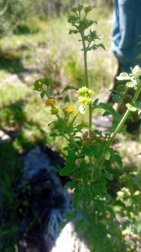Zaluzania triloba, photograph 5