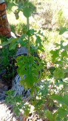 Zaluzania triloba, photograph (c) Oscar Israel Rodríguez Ortiz, some rights reserved (CC BY)