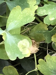 Phytomyza aquilegiae group