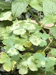 Phytomyza aquilegiae group