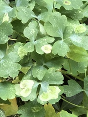 Phytomyza aquilegiae group