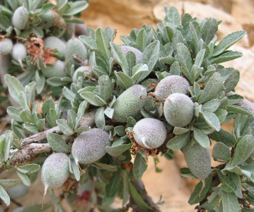 silver almond