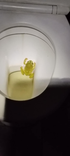 Green Tree Frog