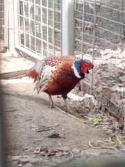 Phasianus