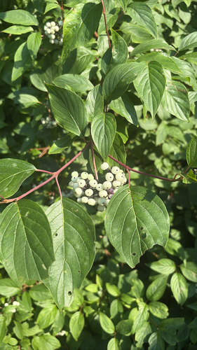 red osier dogwood