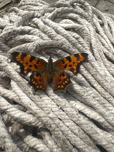 Green Comma