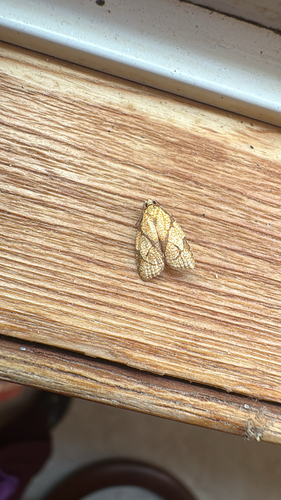 Reticulated Fruitworm Moth
