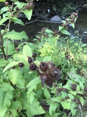 Arctium minus