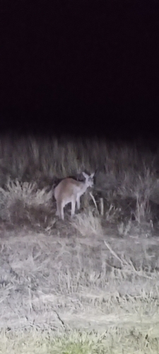 Red Kangaroo