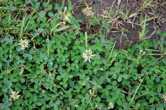 Trifolium repens
