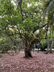 Elaeocarpus floribundus