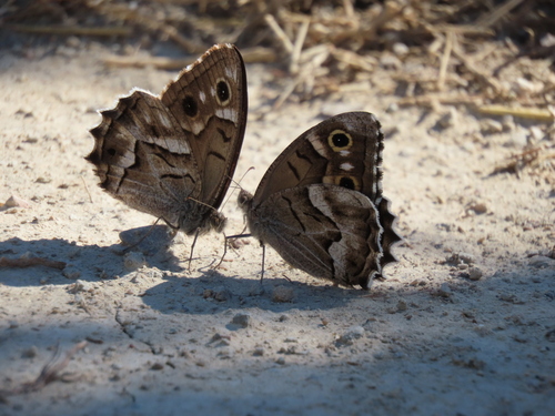 Striped Grayling, Barcelona, Spain, photo 6 of 10