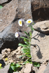 Erigeron eriocephalus