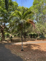 Nephrosperma vanhoutteanum