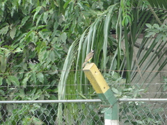 Pitangus sulphuratus