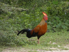 Gallus lafayettii