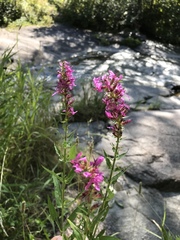 Lythrum salicaria