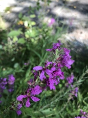 Lythrum salicaria