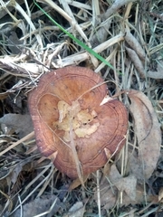 Fungi