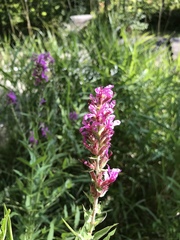 Lythrum salicaria