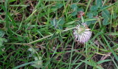 Trifolium pratense