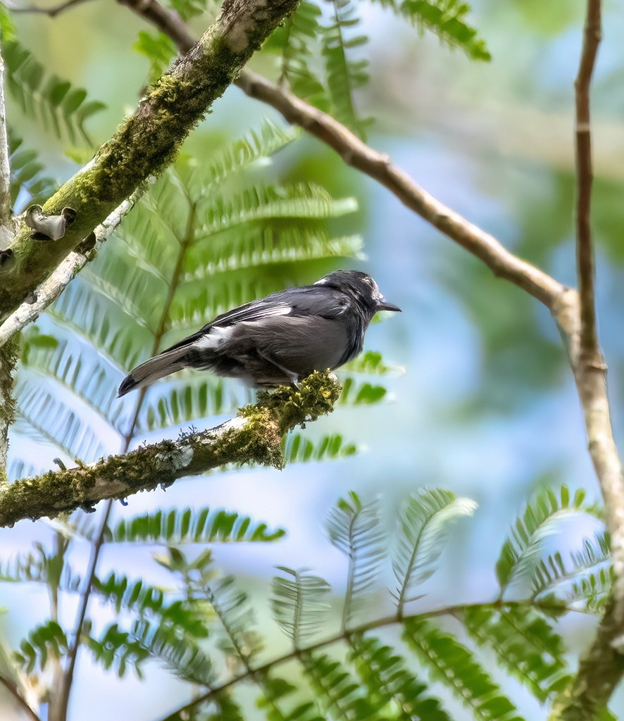 White-fronted Tit photo