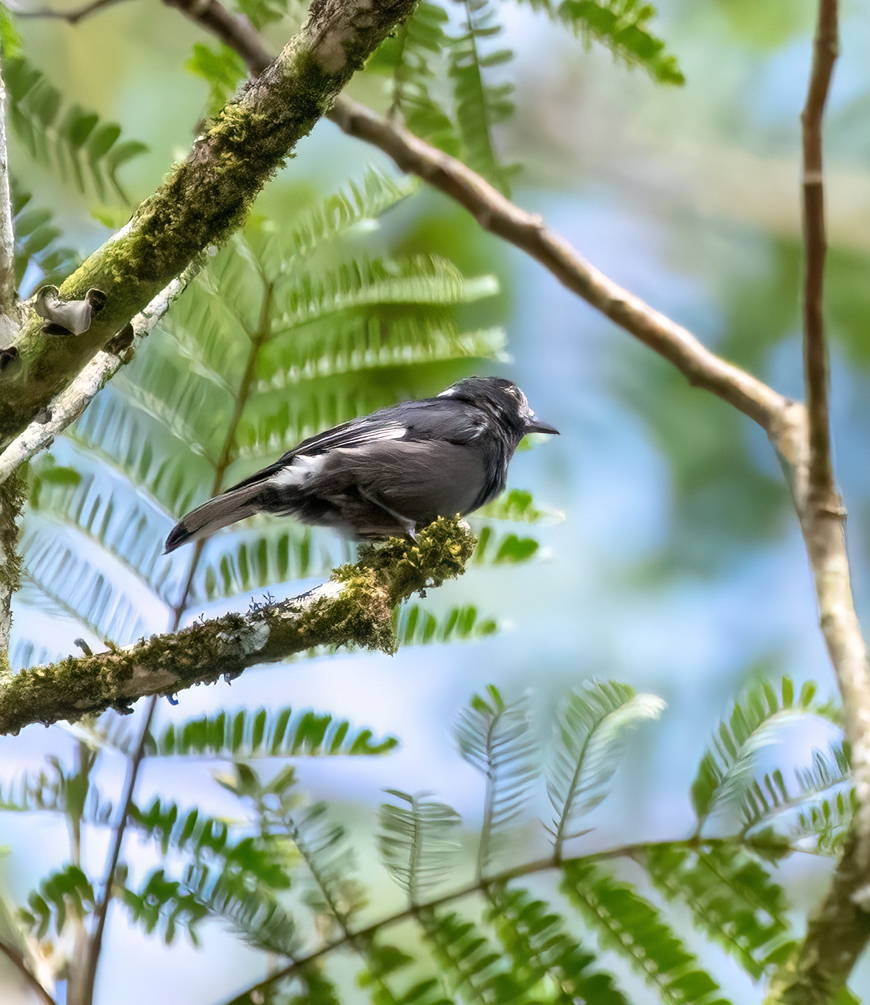 White-fronted Tit illustration