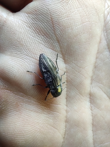 Buprestis haemorrhoidalis