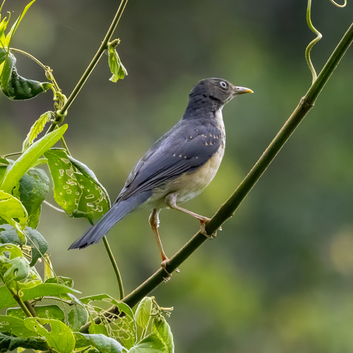 Plumbeous-backed Thrush (Turdus reevei), photo 3