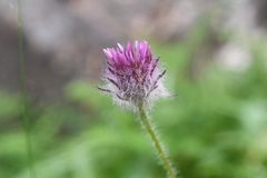 Erigeron eriocephalus