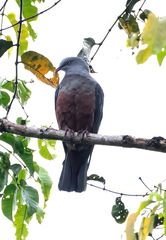Spotted Imperial-Pigeon photo 1