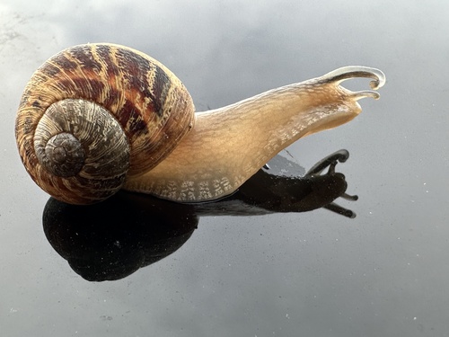 Cornu aspersum