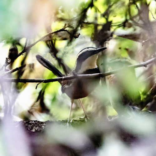 Elegant Crescentchest (Melanopareia elegans), photo 3