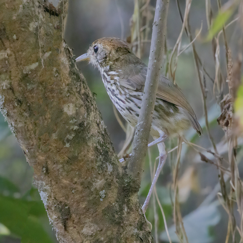 Watkins's Antpitta (Grallaria watkinsi)