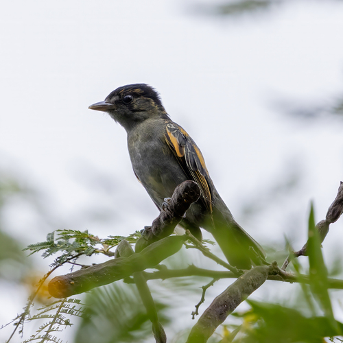 Slaty Becard (Pachyramphus spodiurus)