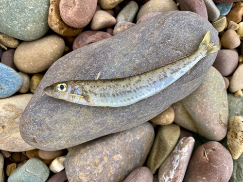 Australian whiting (Sillaginodes punctatus) — Sillaginidae — 2