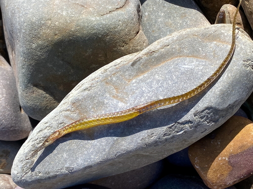 Longsnout pipefish (Vanacampus poecilolaemus) — Syngnathidae — 3