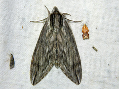Sphinx canadensis