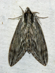 Sphinx canadensis