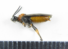 Dolerus aericeps