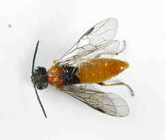 Dolerus aericeps