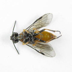 Dolerus aericeps