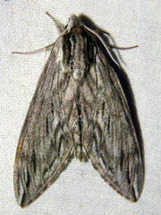 Sphinx canadensis